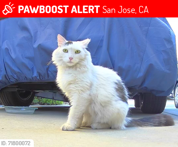 Lost Female Cat last seen Sleepy Creek Dr & Kiser Drive, San Jose, CA 95120
