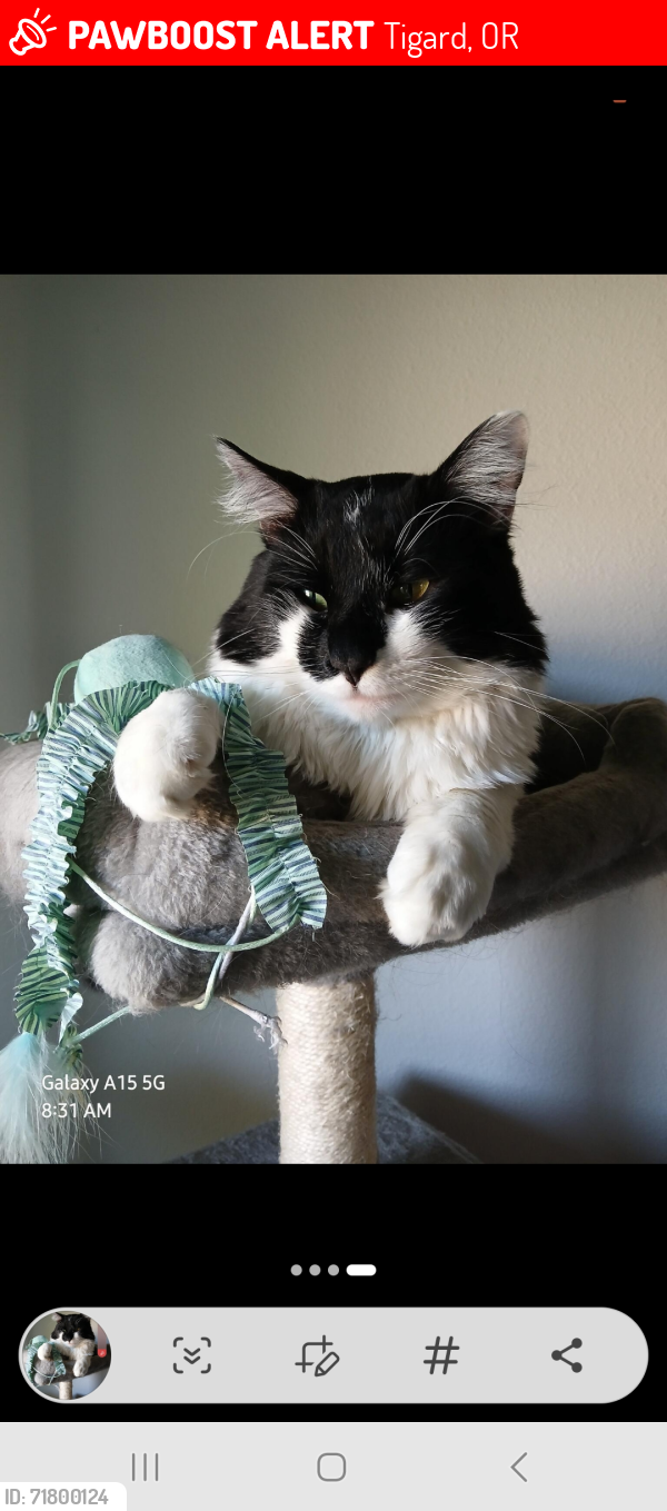 Lost Male Cat last seen Katherine st. Morning hill. Walnut dr. , Tigard, OR 97223