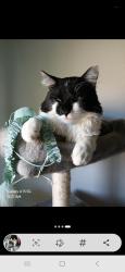Lost Male Cat last seen Katherine st. Morning hill. Walnut dr. , Tigard, OR 97223