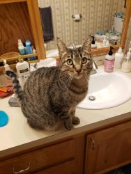 Lost Male Cat last seen Tiedeman and Harron , Home, WA 98349