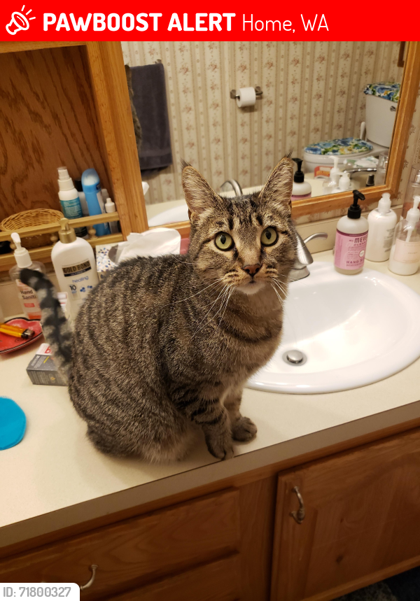 Lost Male Cat last seen Tiedeman and Harron , Home, WA 98349