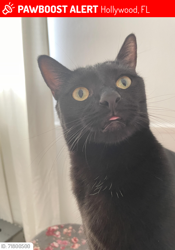 Lost Female Cat last seen West of Park Road , Hollywood, FL 33021