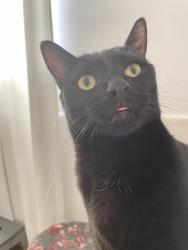 Lost Female Cat last seen West of Park Road , Hollywood, FL 33021
