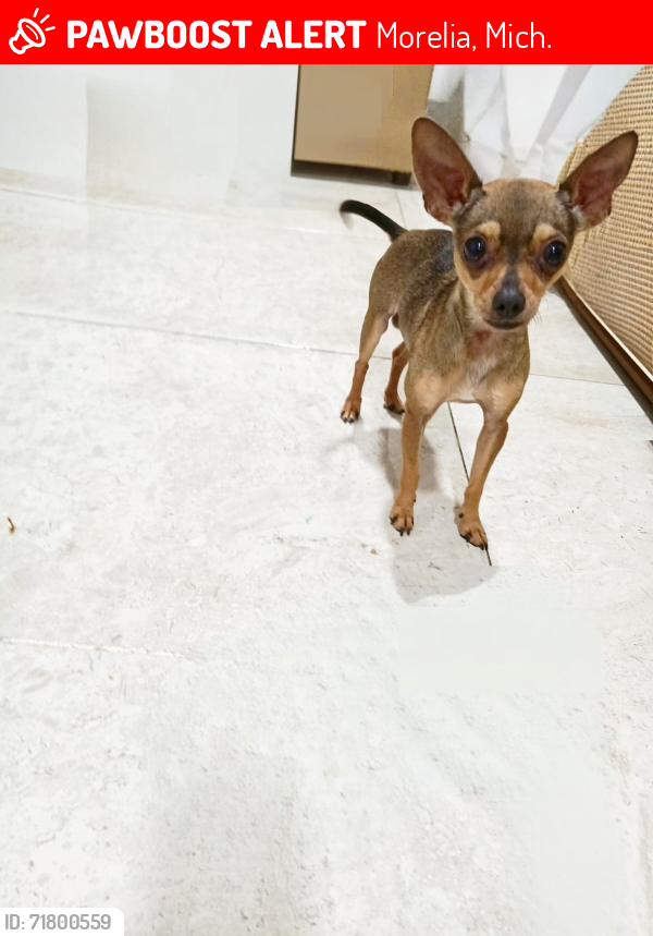 Lost Male Dog last seen Prados verdes, Morelia, Mich. 