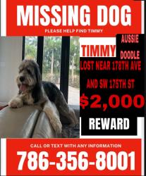Lost Male Dog last seen Krome 33187, Miami, FL 33187