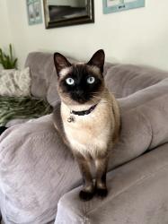 Lost Female Cat last seen Mount Baldy Drive, Roseville, CA 95747