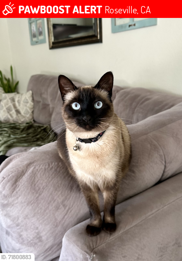 Lost Female Cat last seen Mount Baldy Drive, Roseville, CA 95747