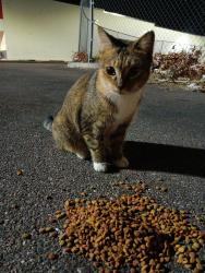 Lost Male Cat last seen ZFA church beside Winn-Dixie, Zephyrhills, FL 33542