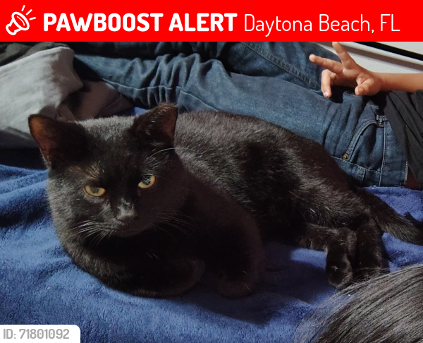 Lost Male Cat last seen Alice Drive, North Patrick Circle, West Patrick Circle, and Wimberly Circle, Daytona Beach, FL 32117