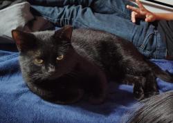 Lost Male Cat last seen Alice Drive, North Patrick Circle, West Patrick Circle, and Wimberly Circle, Daytona Beach, FL 32117