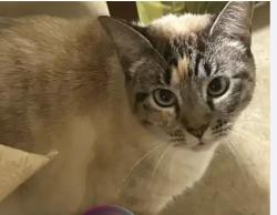 Lost Female Cat last seen Ivanhoe Trl. & Rochelle Drive, Austin, TX 78748