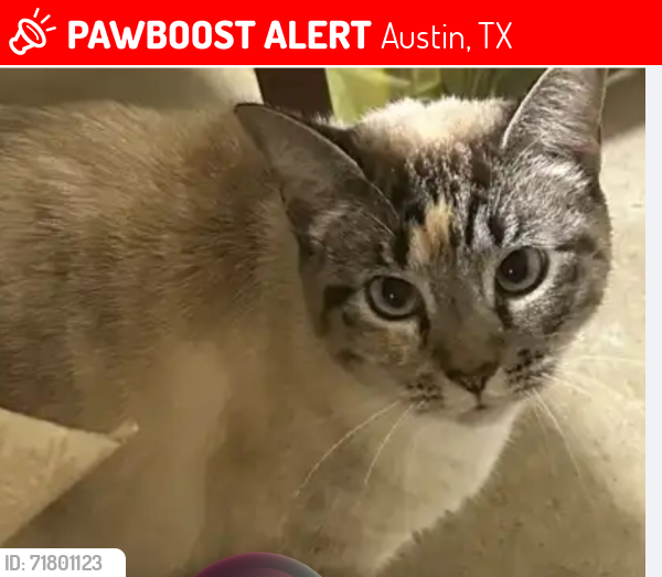 Lost Female Cat last seen Ivanhoe Trl. & Rochelle Drive, Austin, TX 78748