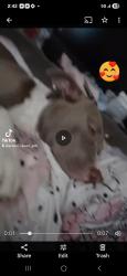 Lost Female Dog last seen Olive and first, Fresno, CA 93703