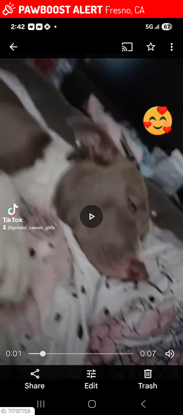 Lost Female Dog last seen Olive and first, Fresno, CA 93703