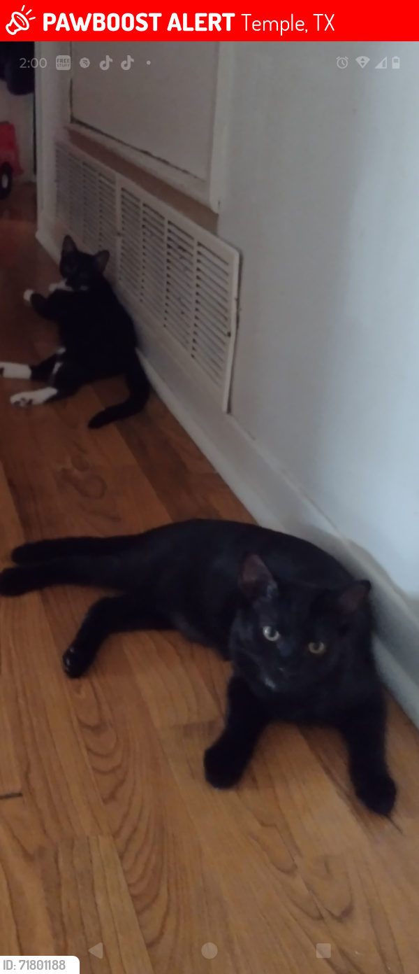 Lost Male Cat last seen Mockingbird Lane , Temple, TX 76502