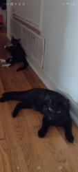 Lost Male Cat last seen Mockingbird Lane , Temple, TX 76502