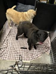 Reunited Unknown Dog last seen Black Powder Lane, Soddy Daisy, TN , Soddy-Daisy, TN 37379