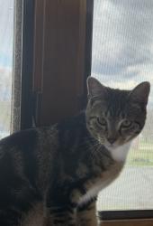 Lost Male Cat last seen Wheeler Dr X Phelps Rd West Suffield, CT, Suffield, CT 06093