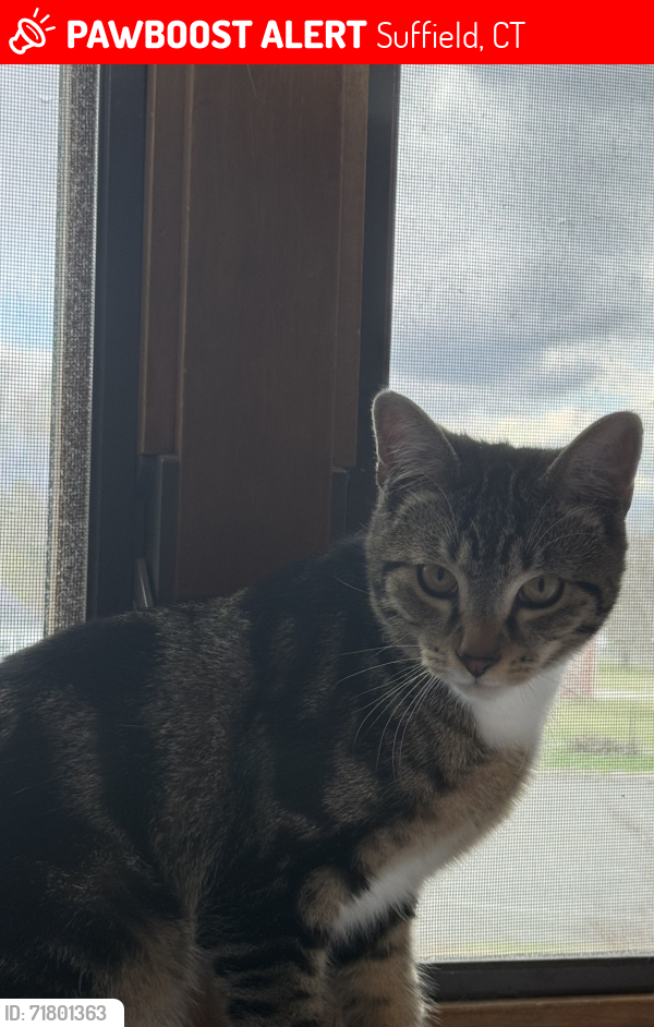 Lost Male Cat last seen Wheeler Dr X Phelps Rd West Suffield, CT, Suffield, CT 06093