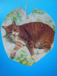 Lost Male Cat last seen Frank Waters Road and Lakewood Road, Stanwood, WA 98292
