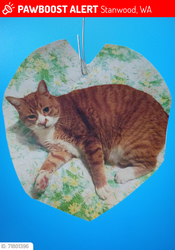 Lost Male Cat last seen Frank Waters Road and Lakewood Road, Stanwood, WA 98292