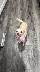 Lost Female Dog last seen Block Dr , Irving, TX 75038