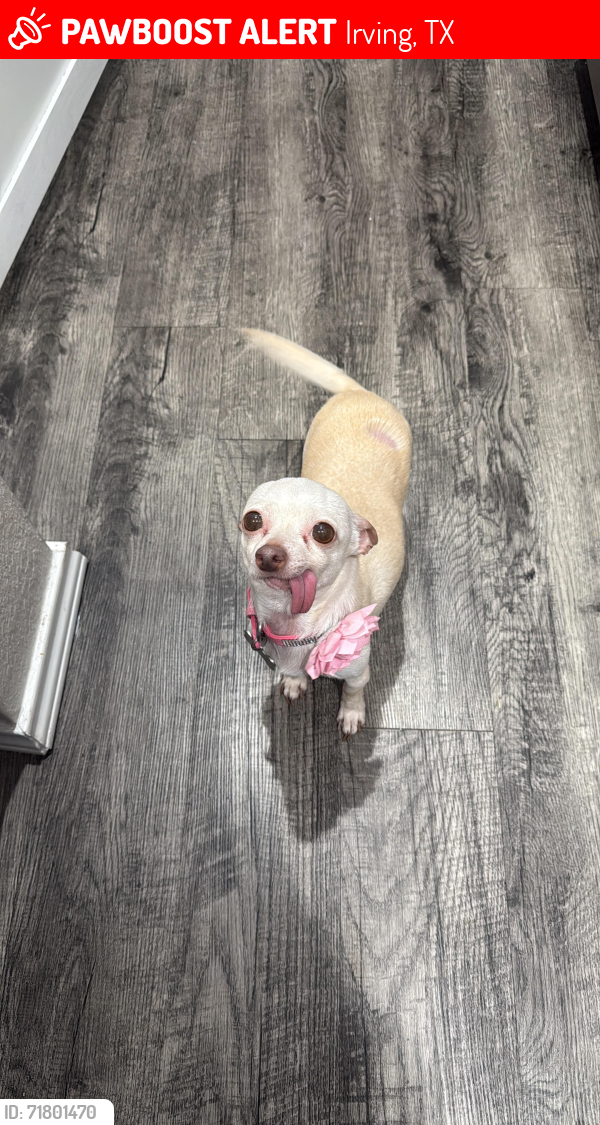 Lost Female Dog last seen Block Dr , Irving, TX 75038