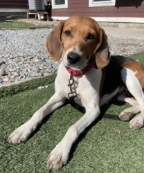 Lost Female Dog last seen Angola Rd & Muser Dr, Cornwall, NY 12518