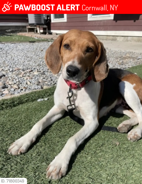 Lost Female Dog last seen Angola Rd & Muser Dr, Cornwall, NY 12518