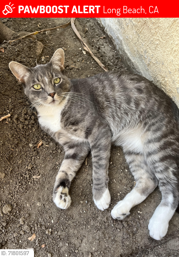 Lost Male Cat last seen Cherry Ave and Bixby Rd , Long Beach, CA 90807