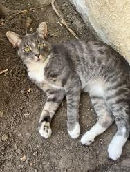 Lost Male Cat last seen Cherry Ave and Bixby Rd , Long Beach, CA 90807