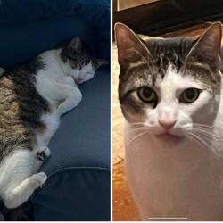 Lost Male Cat last seen Highway 1077, Covington, LA 70435