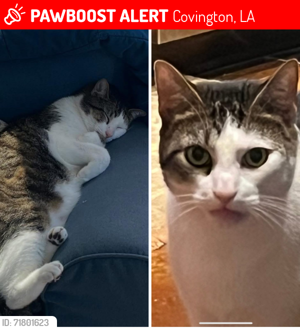 Lost Male Cat last seen Highway 1077, Covington, LA 70435