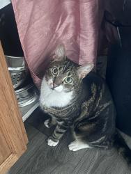 Lost Male Cat last seen could be anywhere near New York Ave, South Brunswick Township, NJ 08852