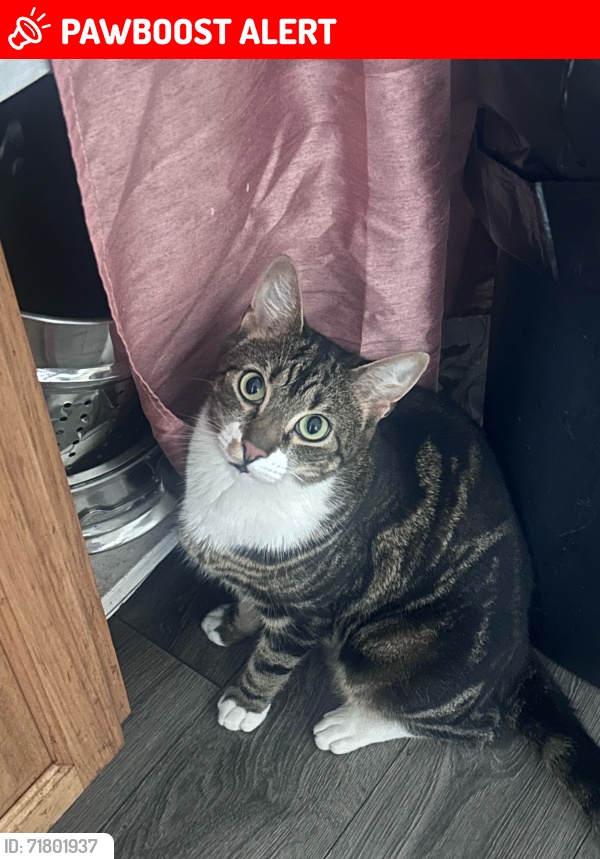 Lost Male Cat last seen could be anywhere near New York Ave, South Brunswick Township, NJ 08852