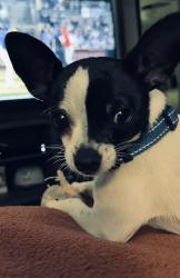 Lost Male Dog last seen 56th and Locust, Long Beach, CA 90805