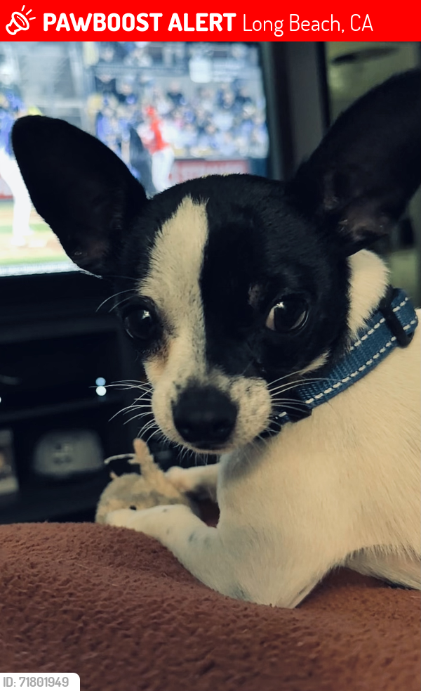 Lost Male Dog last seen 56th and Locust, Long Beach, CA 90805