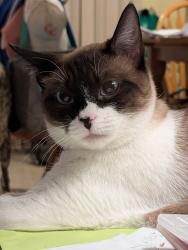 Lost Female Cat last seen Rachel Drive, Archbald PA, Archbald, PA 18403