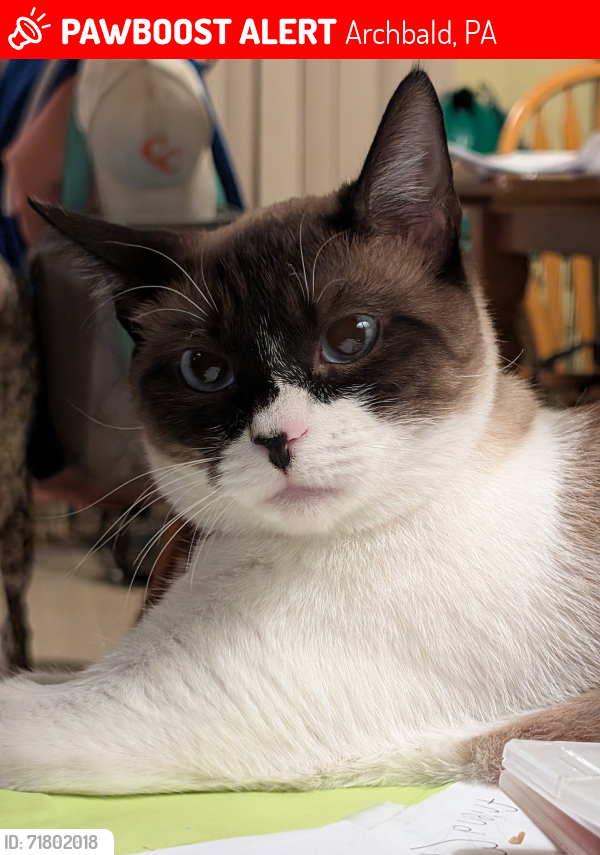 Lost Female Cat last seen Rachel Drive, Archbald PA, Archbald, PA 18403