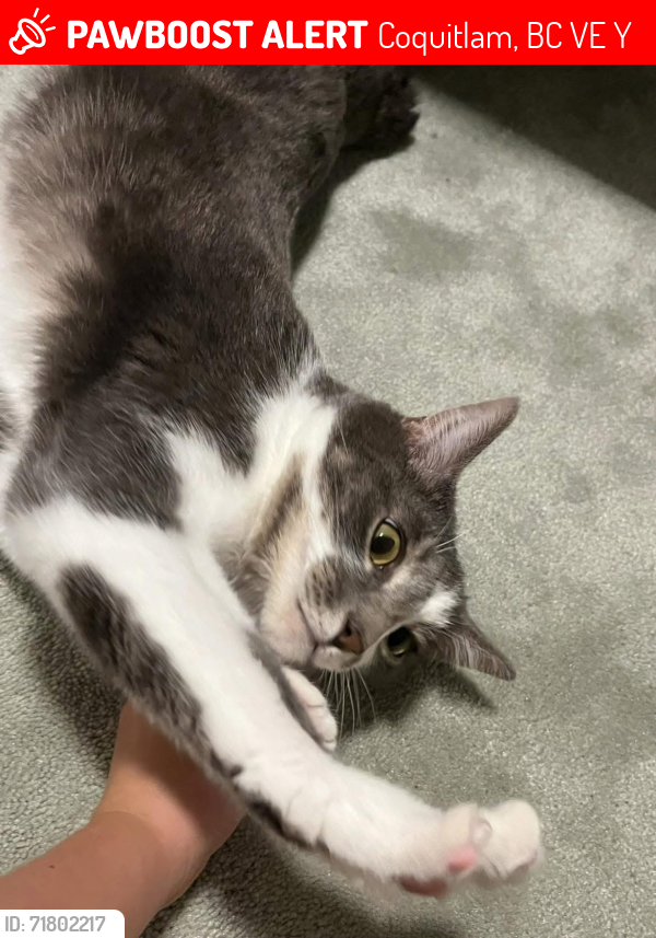 Lost Male Cat last seen Yellowcedar , Coquitlam, BC V3E