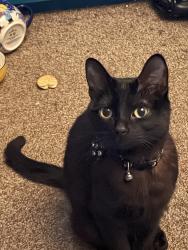Lost Female Cat last seen SE Leach Lane and SE Lafayette Highway, Dayton, OR 97114