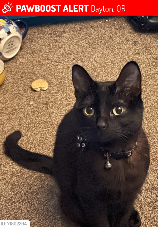 Lost Female Cat last seen SE Leach Lane and SE Lafayette Highway, Dayton, OR 97114