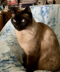 Lost Male Cat last seen 25th St & North A Ave, Springfield OR, Springfield, OR 97475