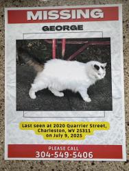 Lost Unknown Cat last seen Near Quarrier st Charleston wv, Charleston, WV 25311