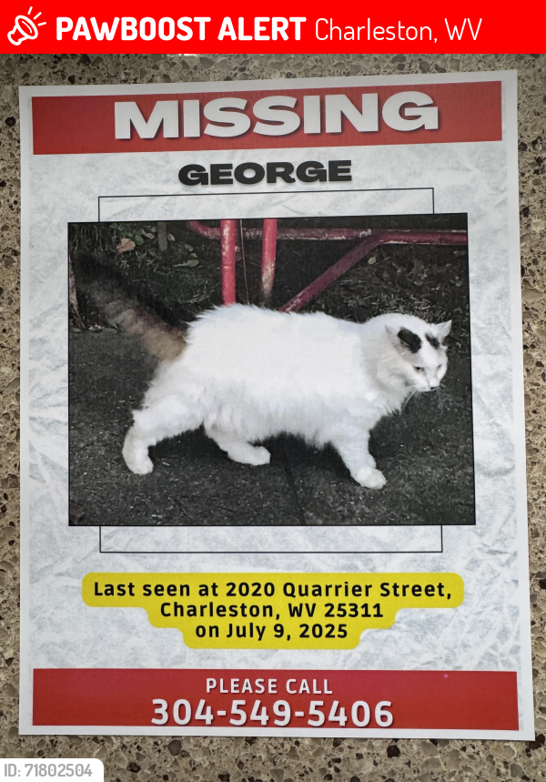 Lost Unknown Cat last seen Near Quarrier st Charleston wv, Charleston, WV 25311