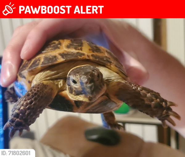 Lost Male Reptile last seen Walnut Drive/Black Oak Trail in  Magnolia Walk off Bells Ferry RD, Cherokee County, GA 30189