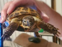 Lost Male Reptile last seen Walnut Drive/Black Oak Trail in  Magnolia Walk off Bells Ferry RD, Cherokee County, GA 30189