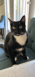 Lost Male Cat last seen Alcosta blvd & village parkway , San Ramon CA, San Ramon, CA 94583