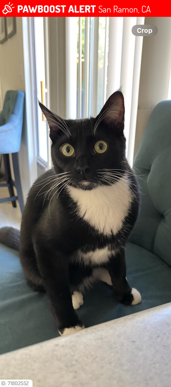 Lost Male Cat last seen Alcosta blvd & village parkway , San Ramon CA, San Ramon, CA 94583