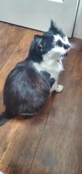 Lost Male Cat last seen 39th St and Lincoln Ave, Vancouver, WA 98660
